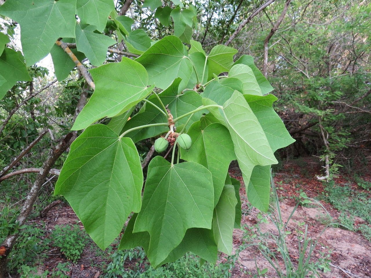 Piombo 15