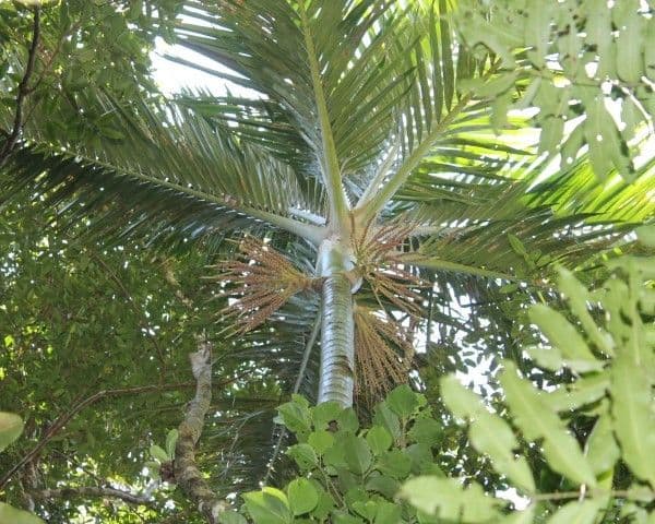 Burretiokentia 5