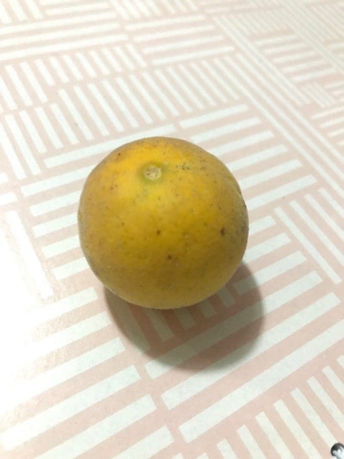 Arancio trifogliato 2
