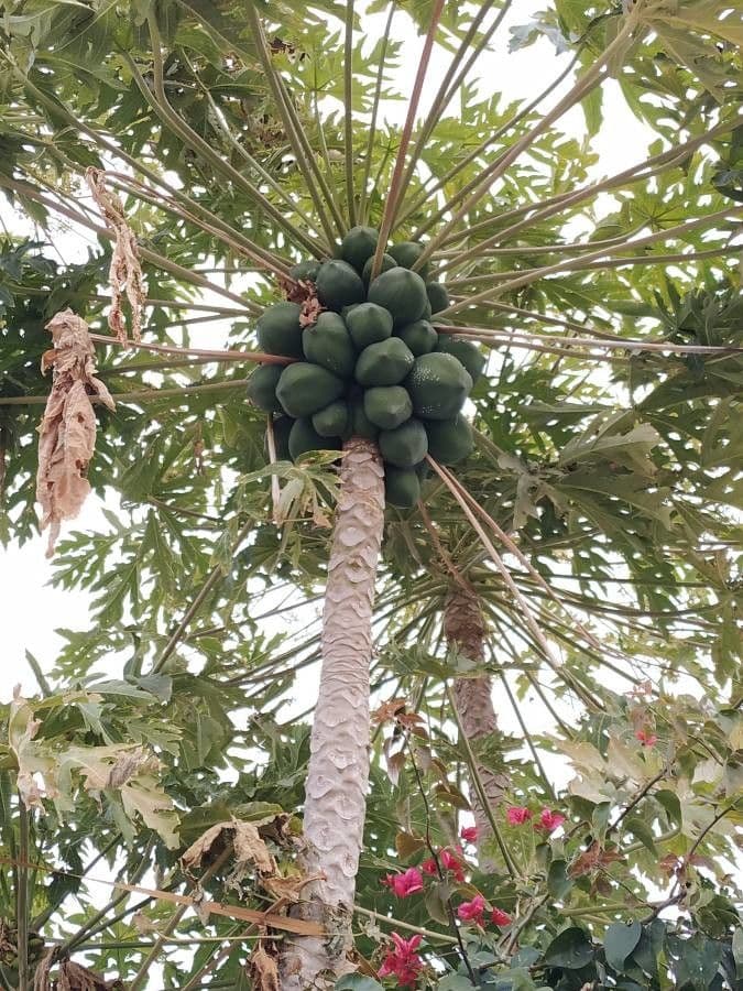 Papaya 19