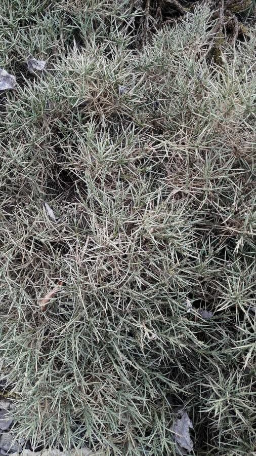 Echinospartum 3