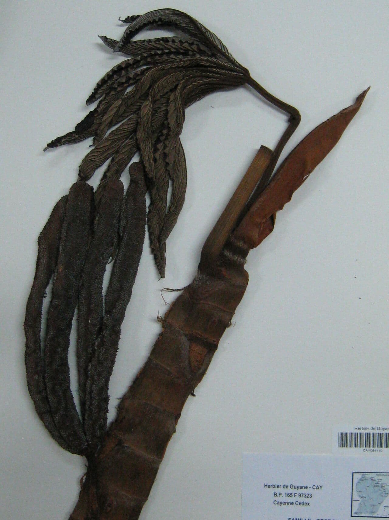 Cecropia 10