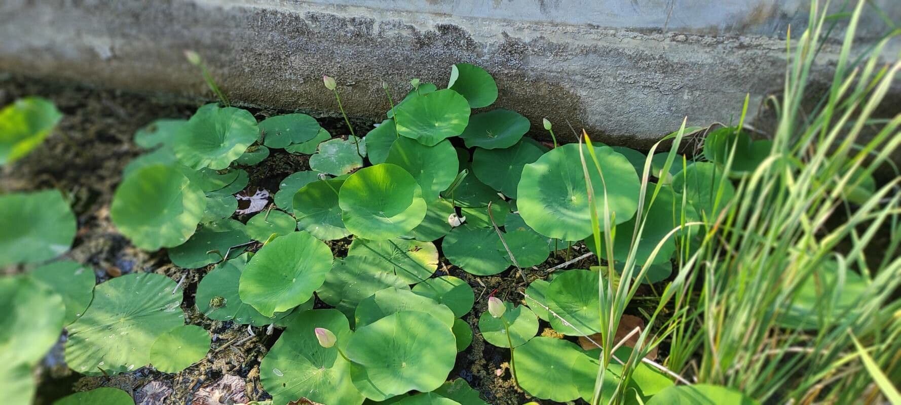 Nelumbo jaune 2