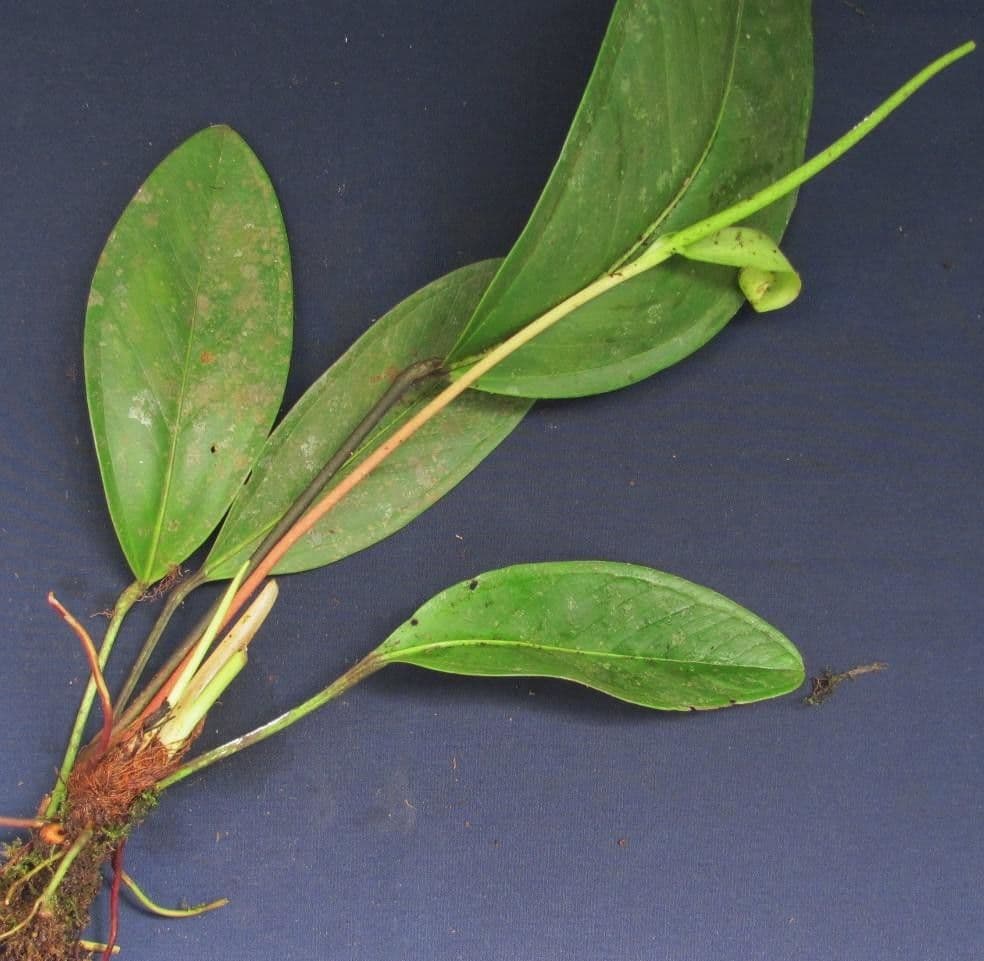 Anturio 3