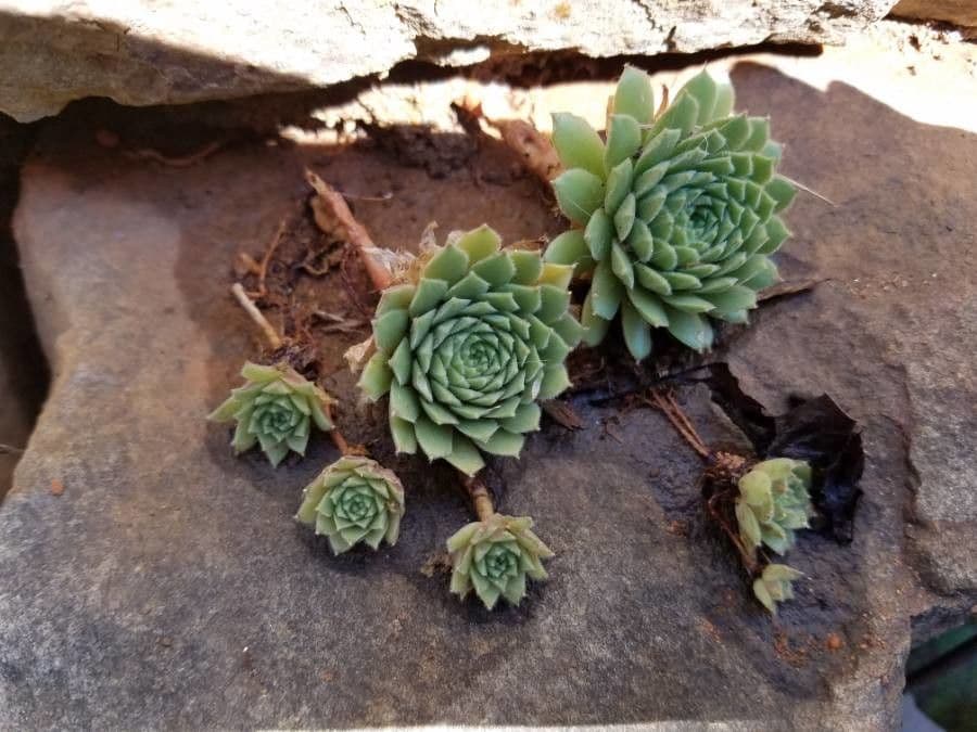 Semprevivo maggiore 9