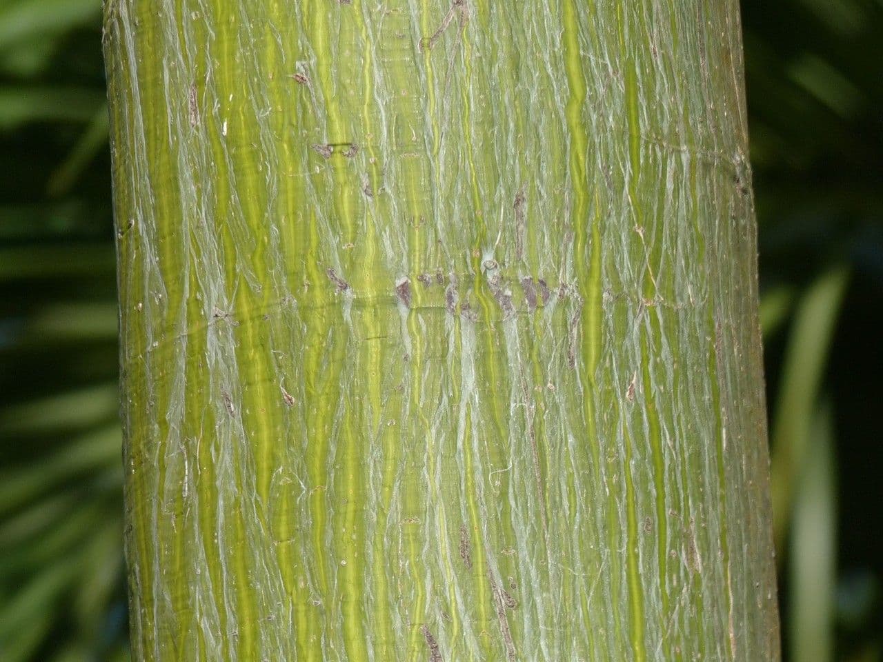 Pseudobombax ellipticum 22