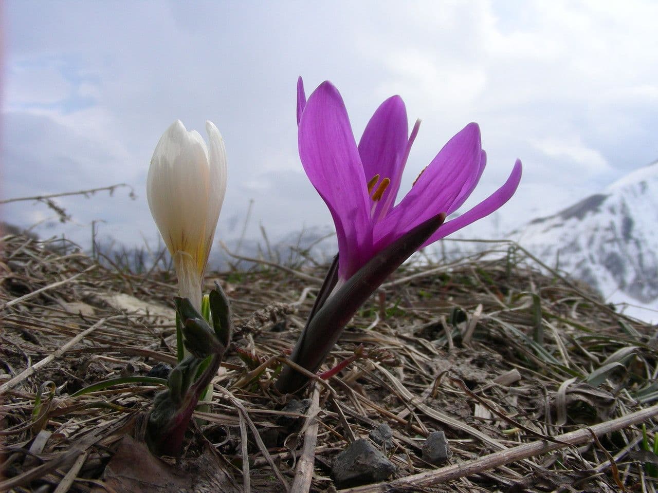Frühlingsknotenblume 10