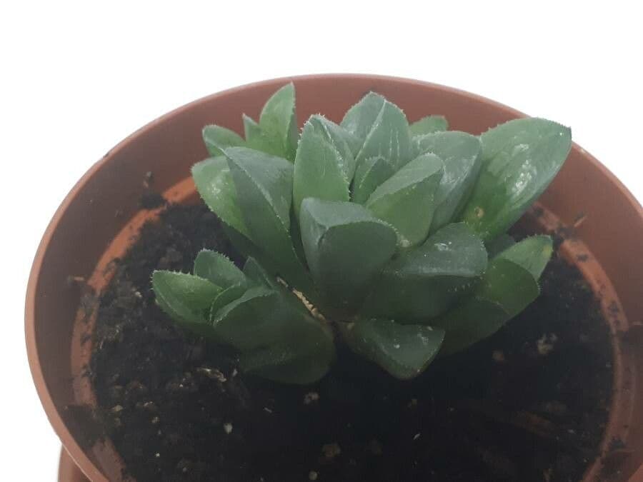 Hawortia 8