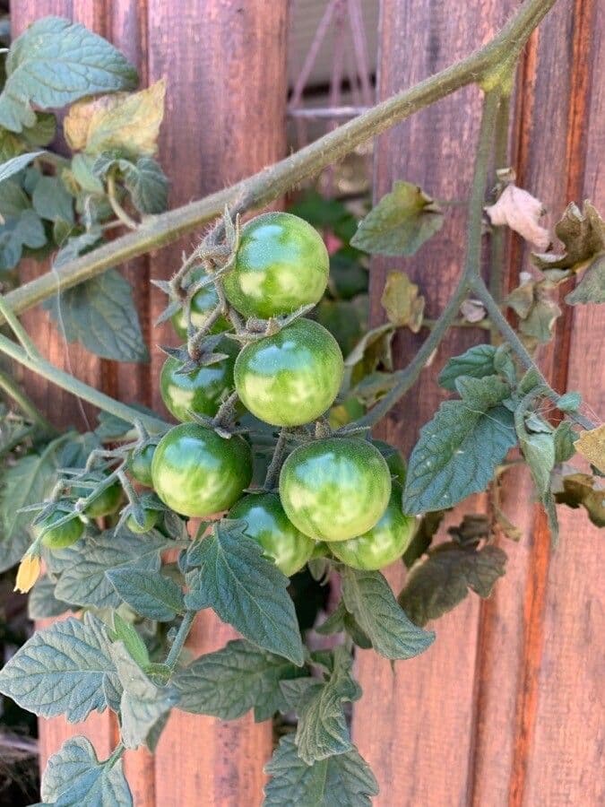 Pomodoro ribes 19