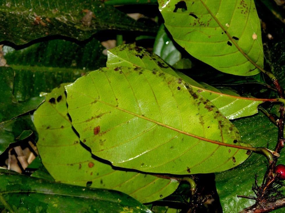 Doliocarpus multiflorus 6