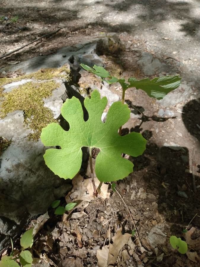 Sanguinaria 19