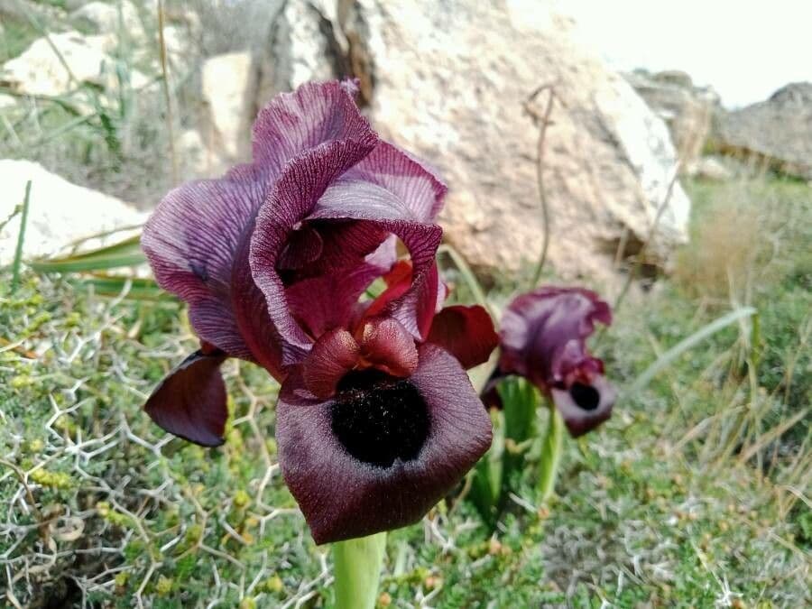Giaggiolo nero 3