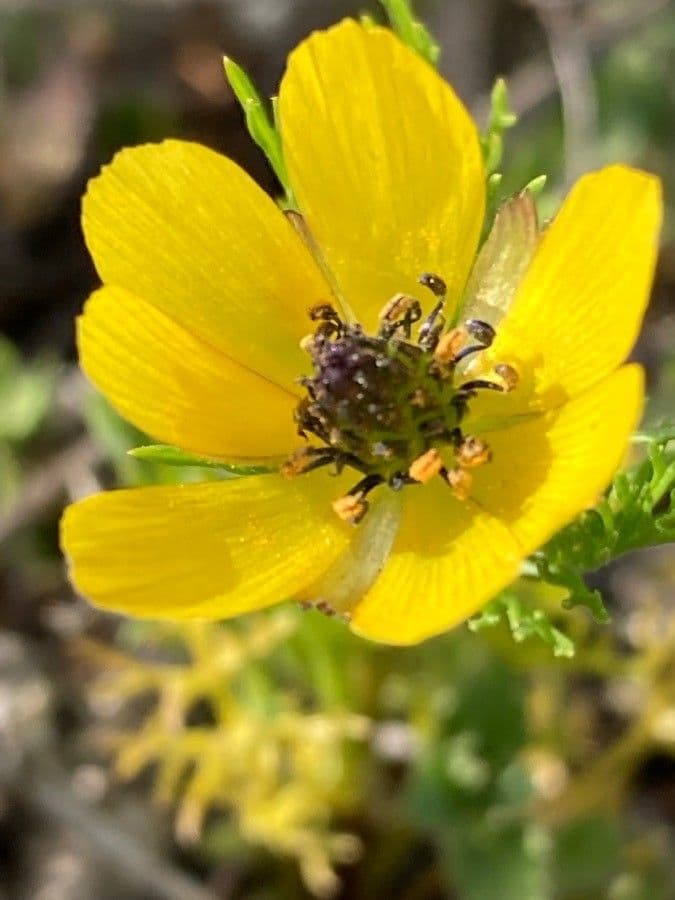 Adonis microcarpa 10
