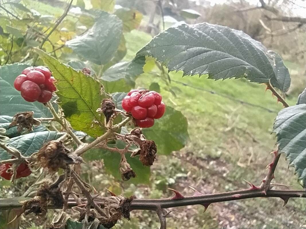 Rovo grato 13