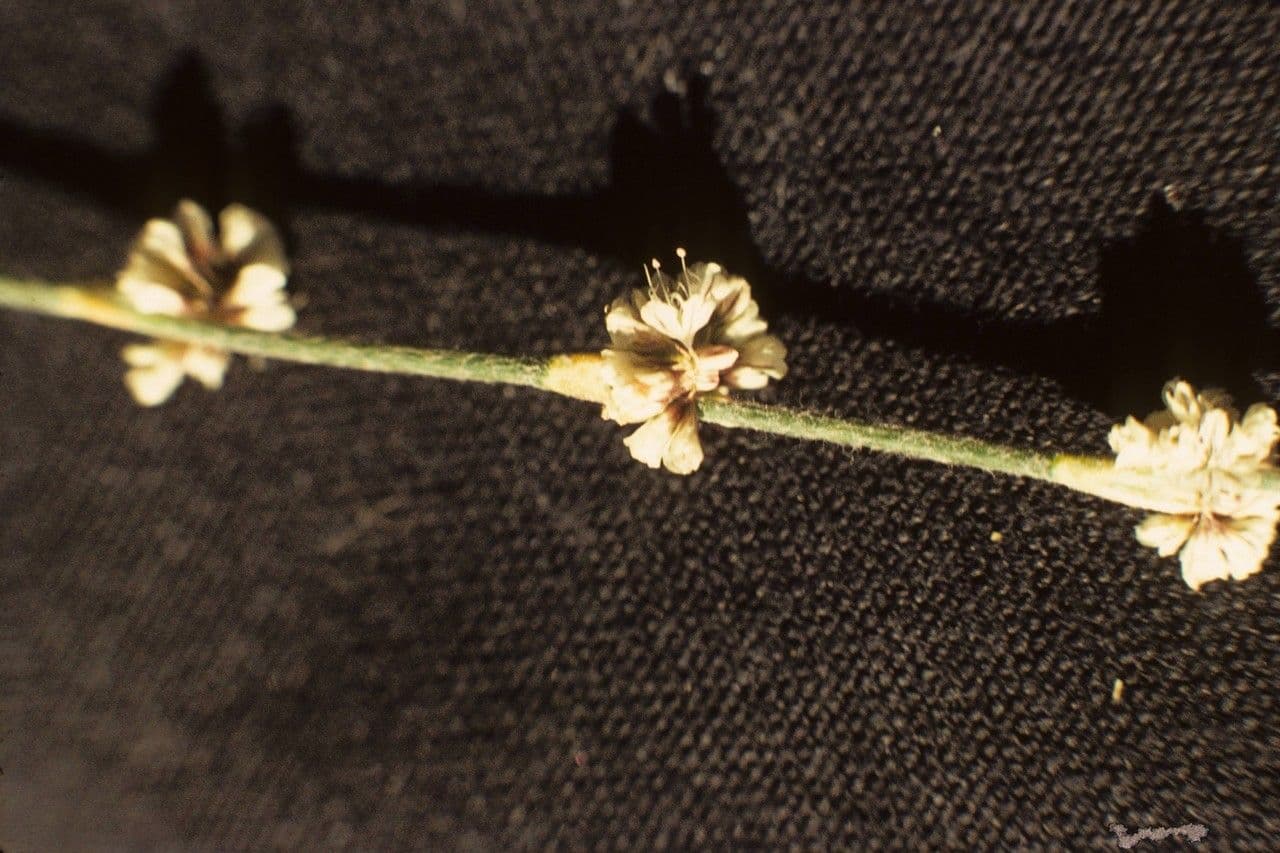 Grano saraceno snello 3