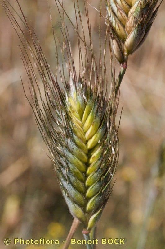Grano monococco 9