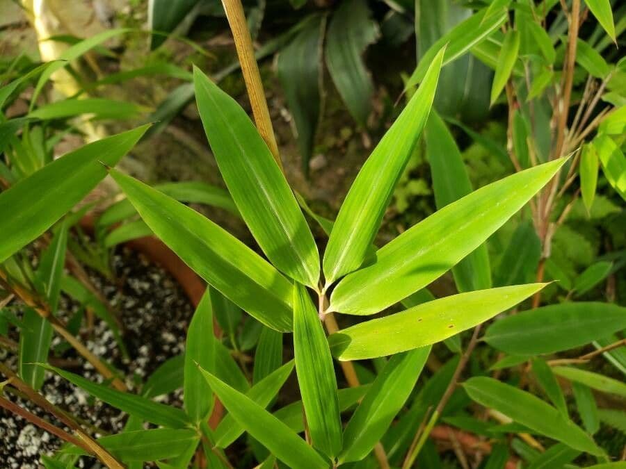 Himalayan Bamboo 2