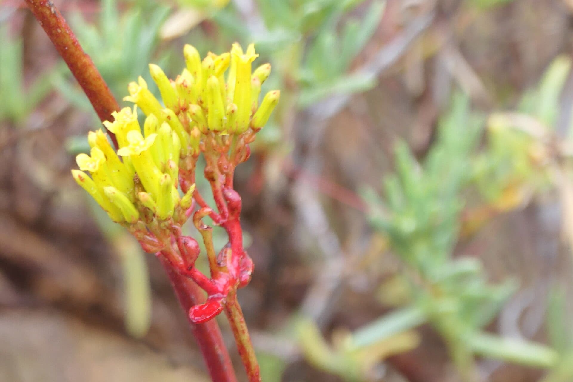 Kalanchoe esagonale