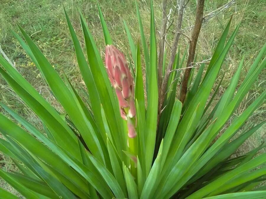 Bajonett-Yucca 6