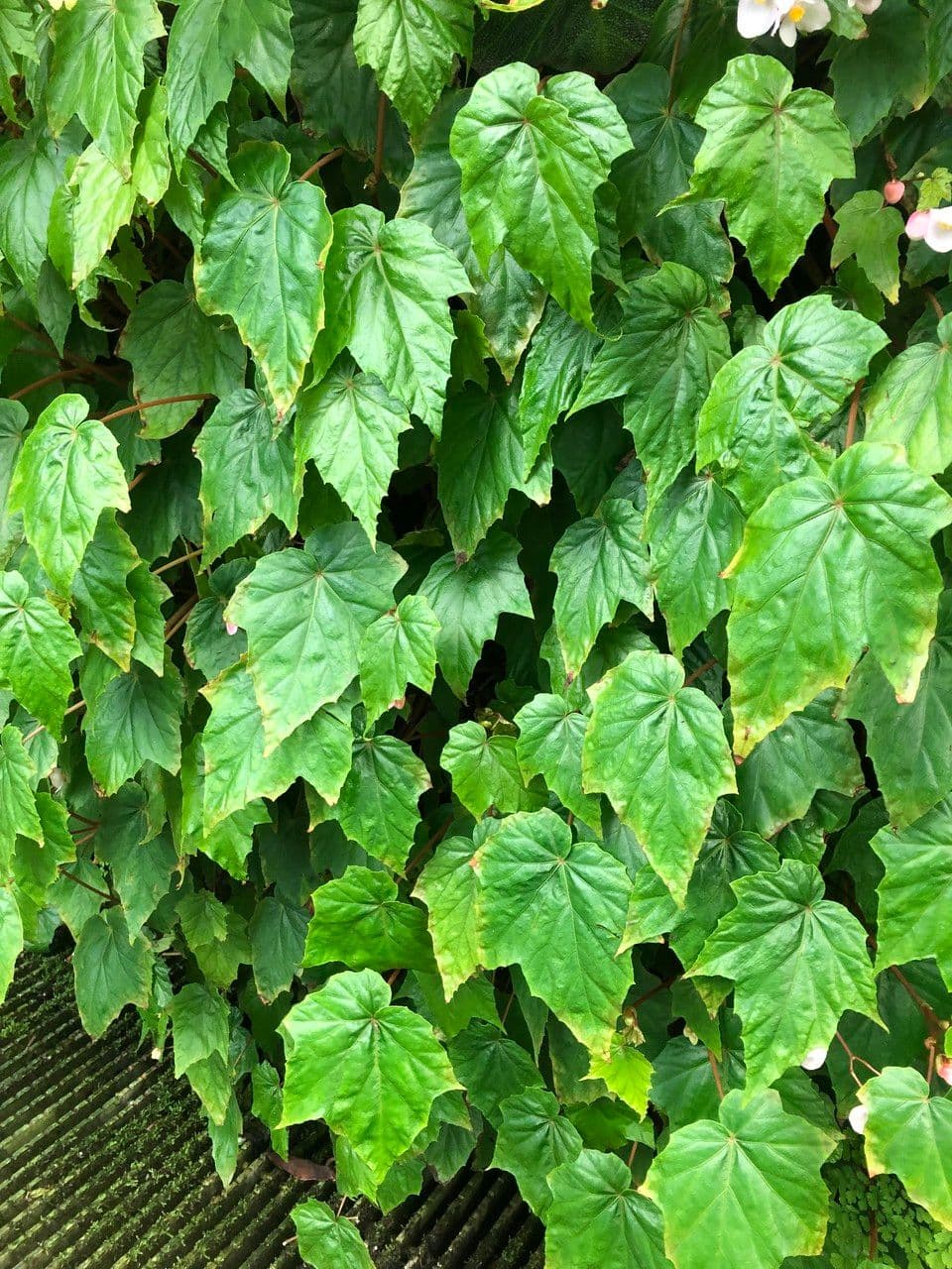 Begonia formosana 6