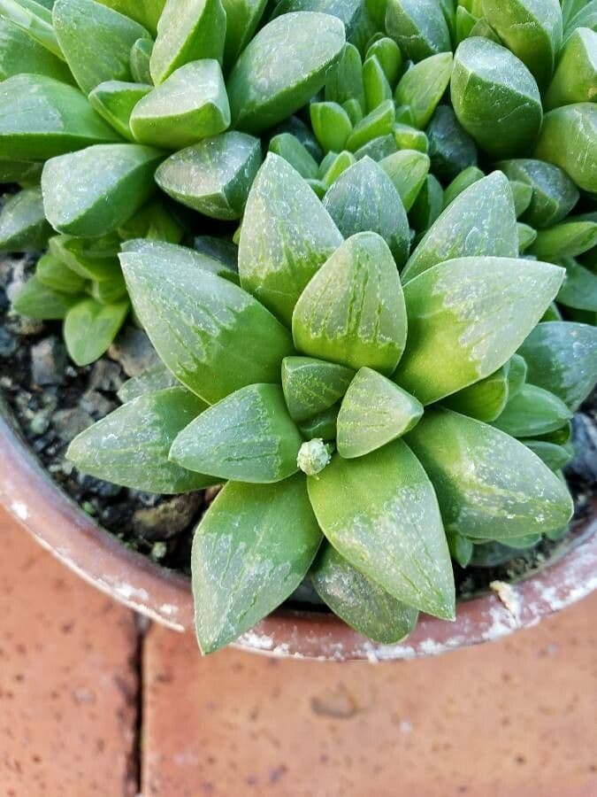 Haworthia 8
