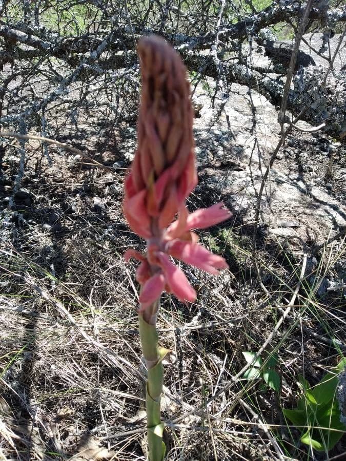 Sacoila lanceolata 4