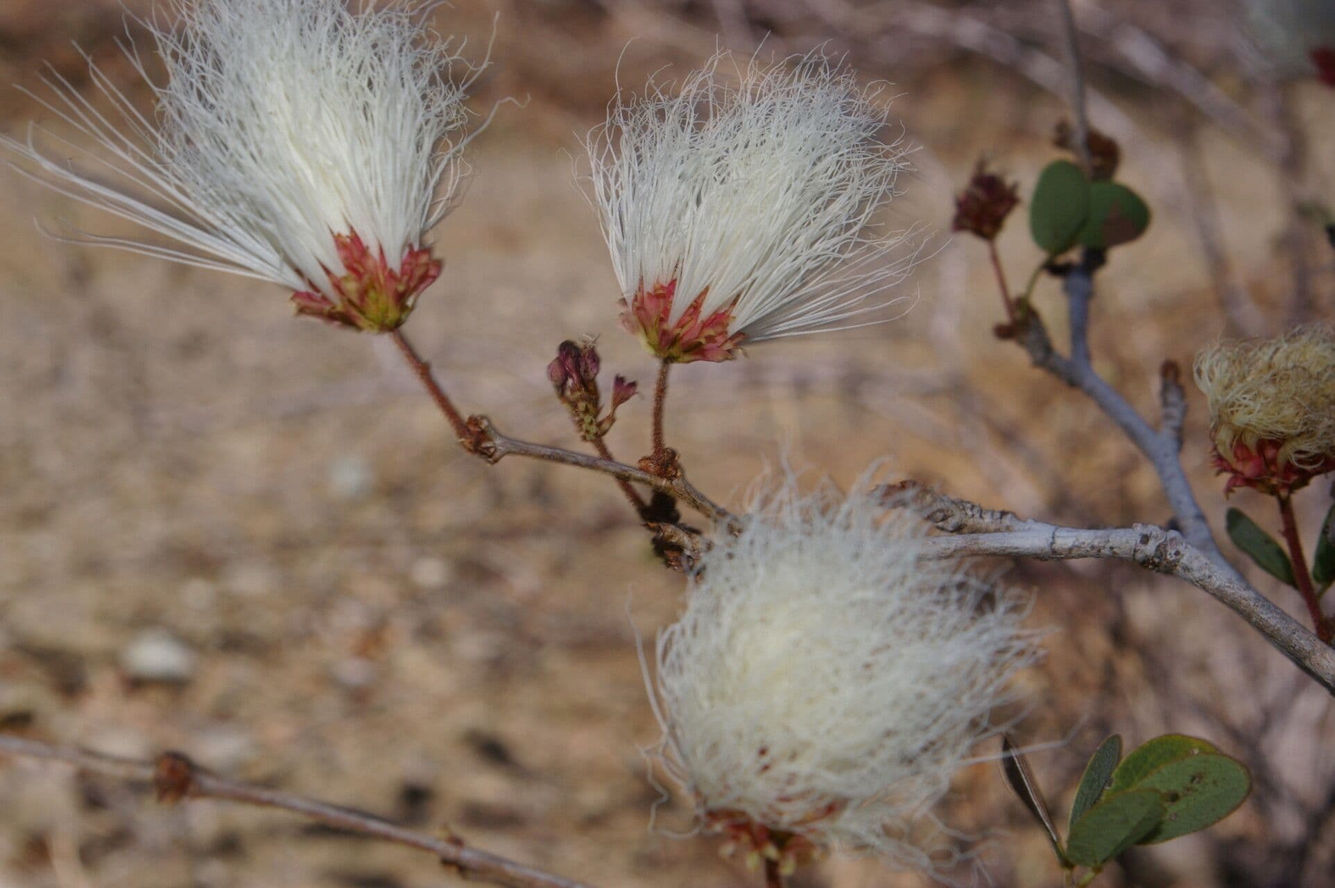 Calliandra 11