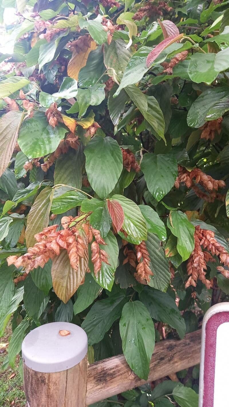 Flemingia strobilifera 9