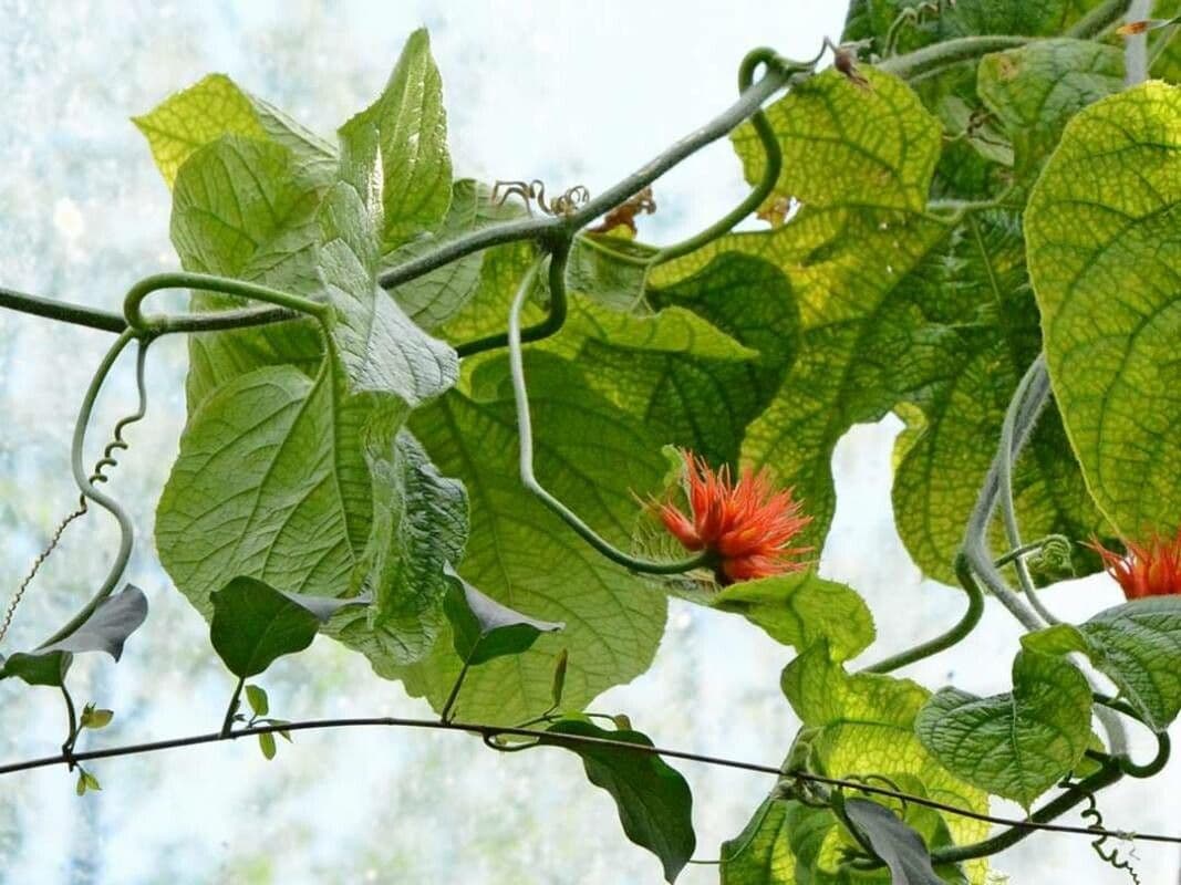 Cetriolo della giungla 7