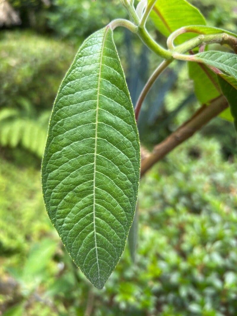 Fuchsien 16