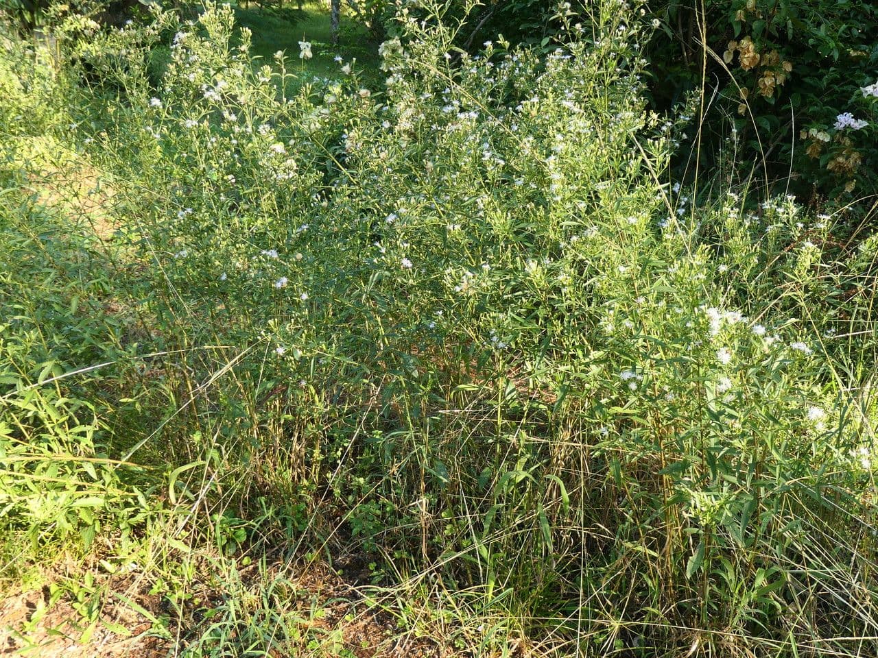 Brickellia eupatorioides 9