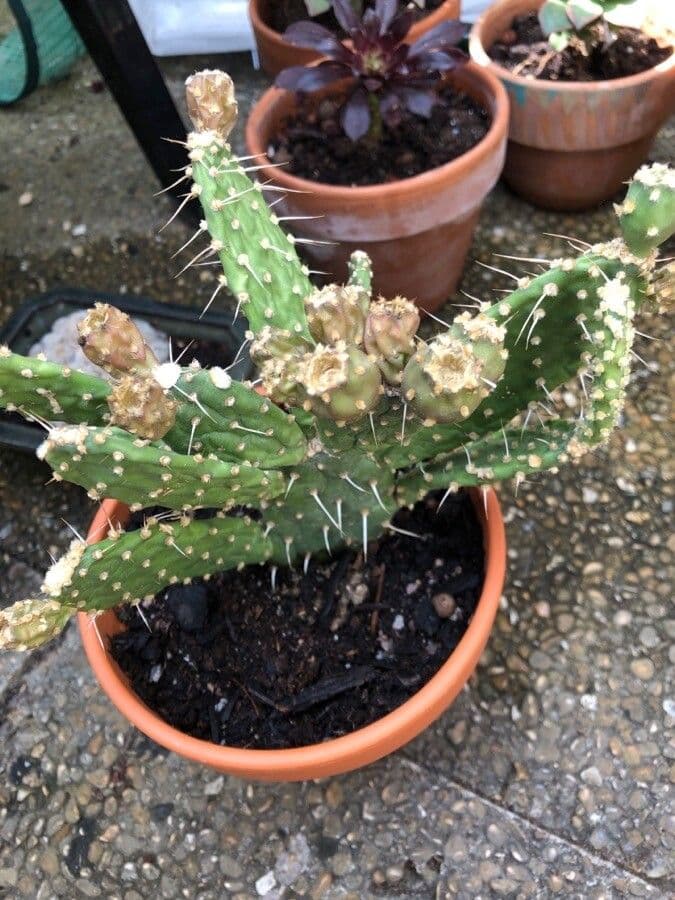 Nopal 16