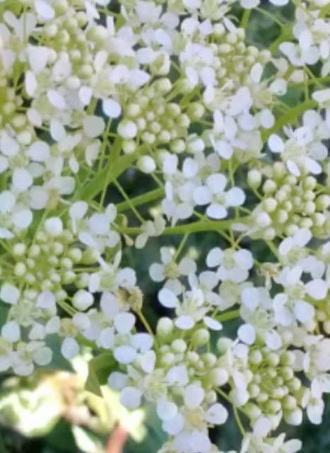 Draba 8