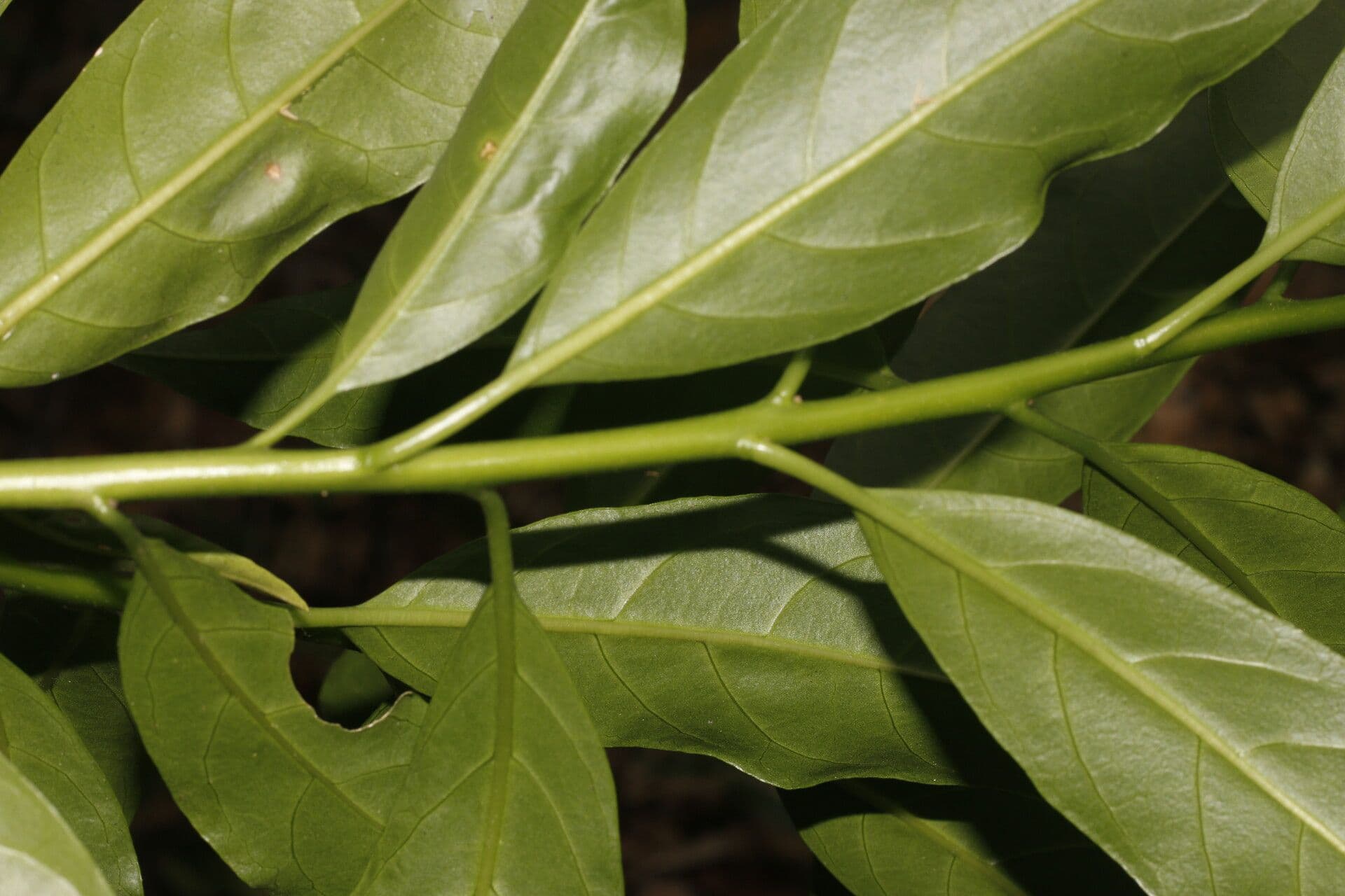 Drüsiges Cestrum 5