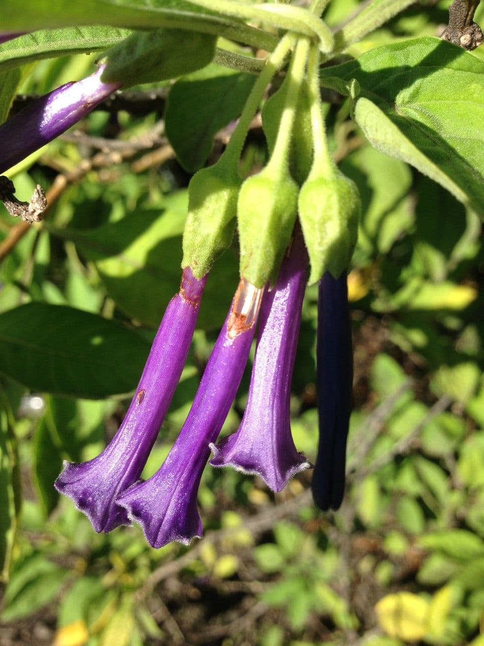 Iochroma