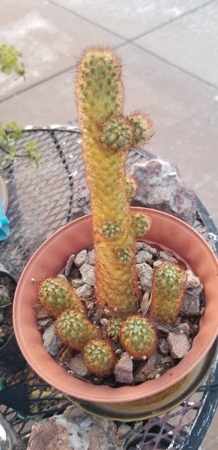 Cactus stella dorata 20