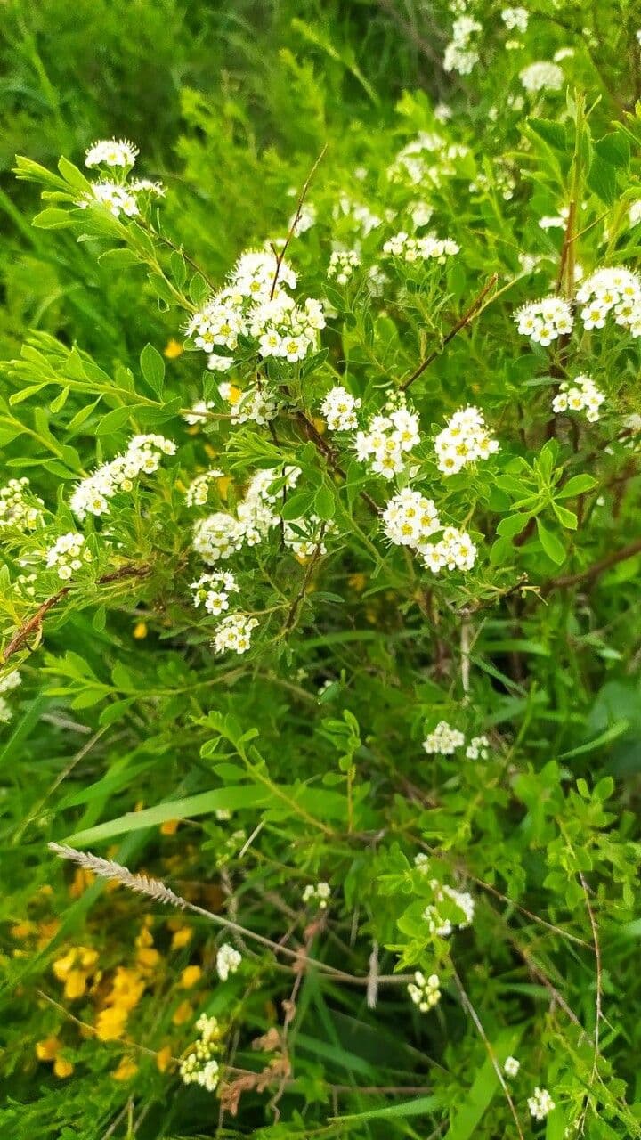 Spirea ipericifolia 2