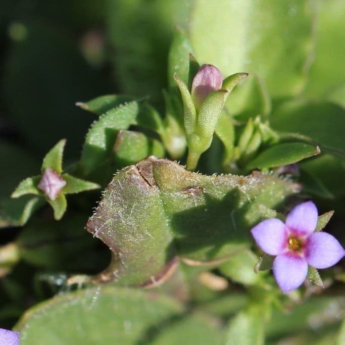 Houstonia minuta 2