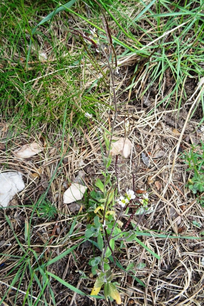 Arabetta irsuta 12