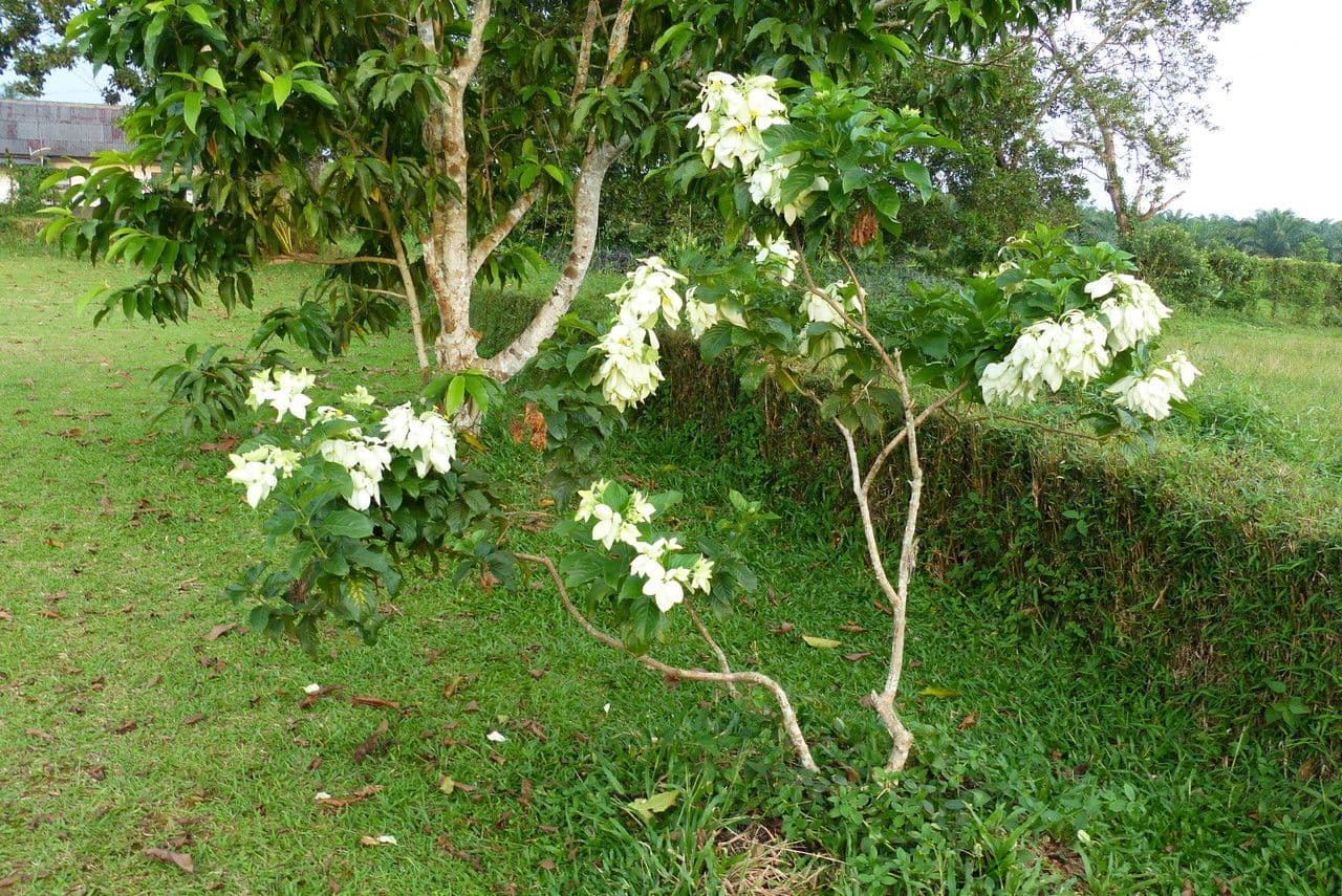 Mussaenda philippica 6