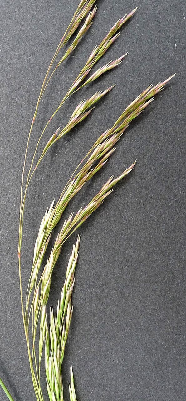 Deschampsia media 5