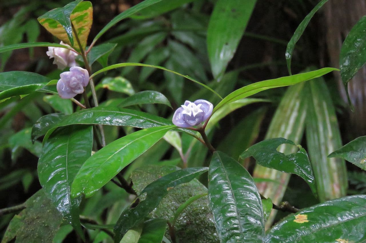 Psychotria 6