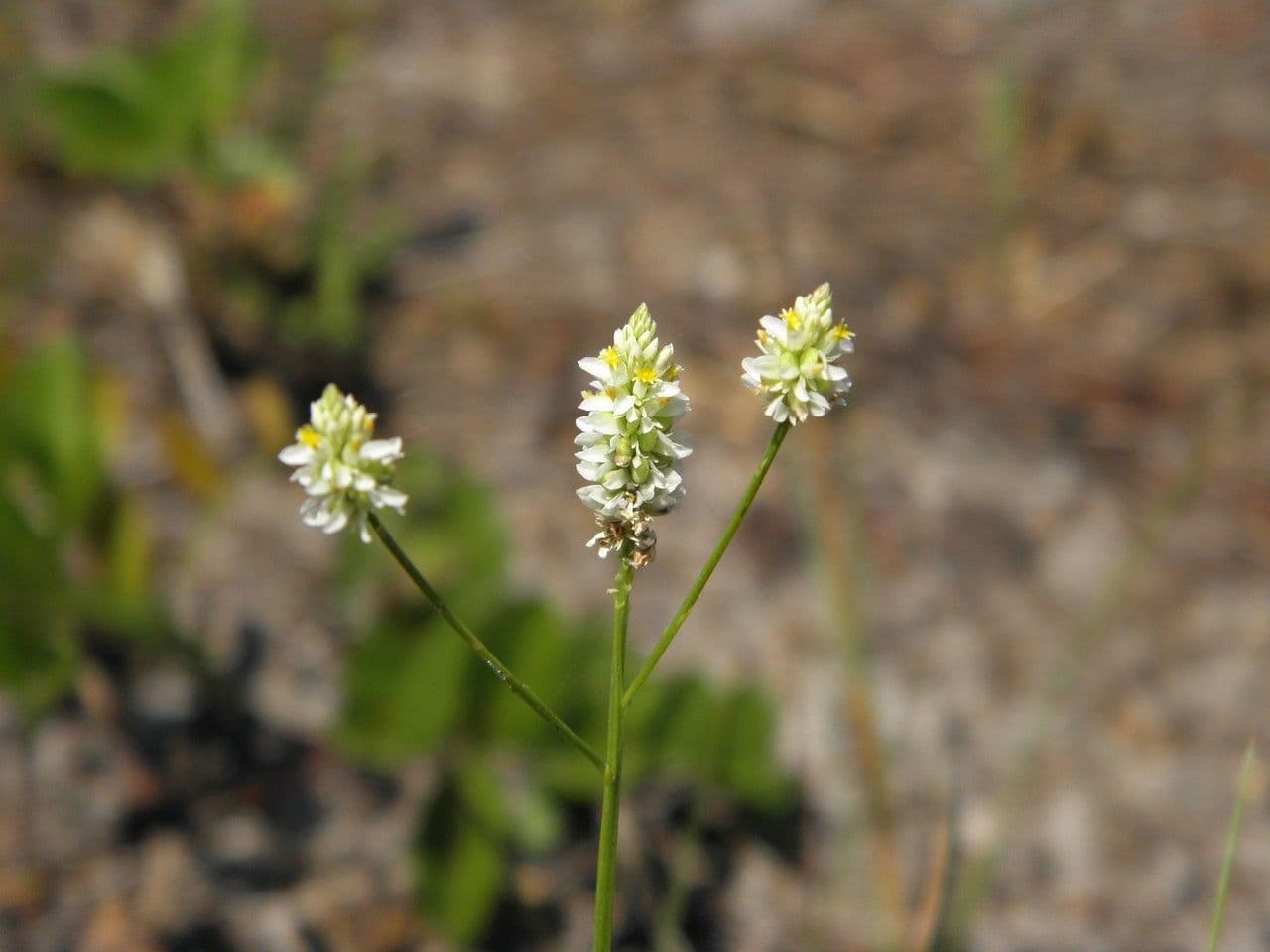 Poligala