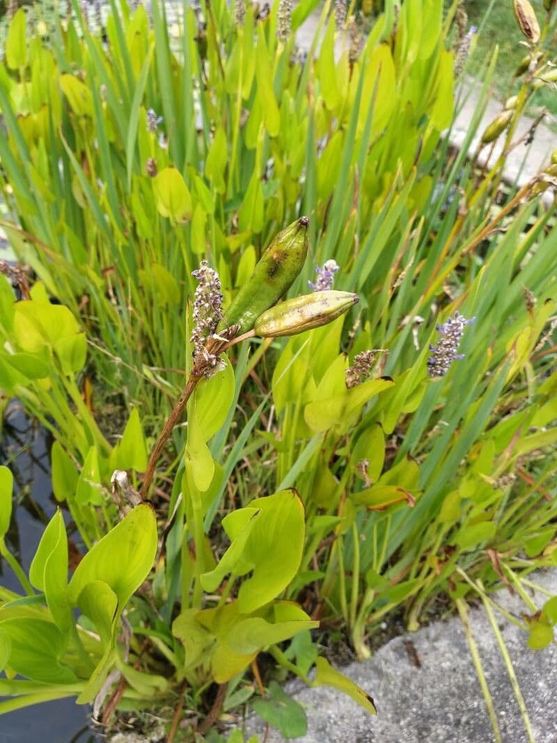 Pontederia 2