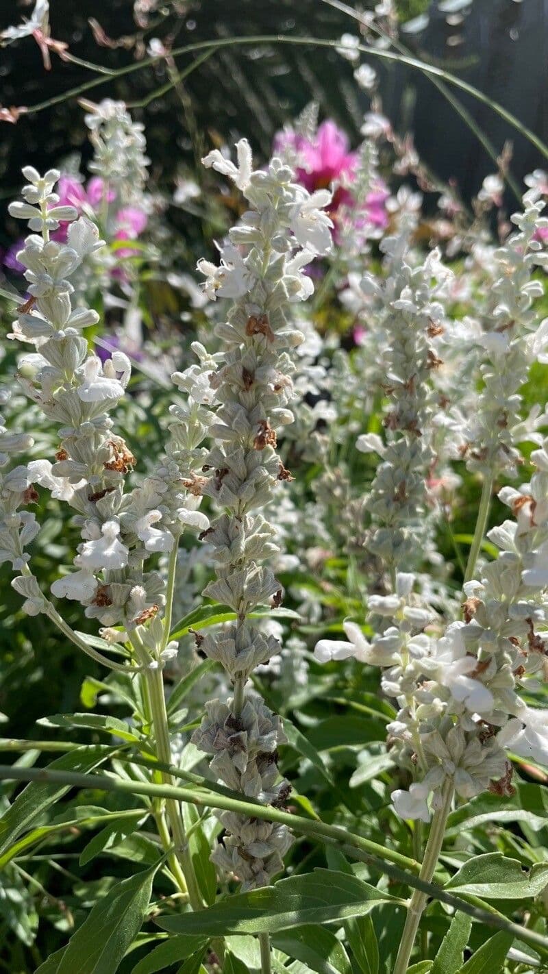 Salvia dominica 3