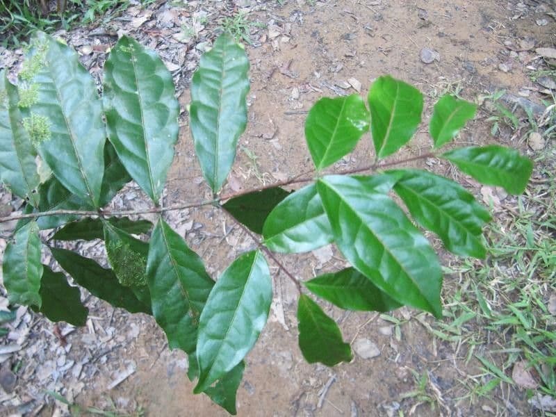Eugenia patrisii 5
