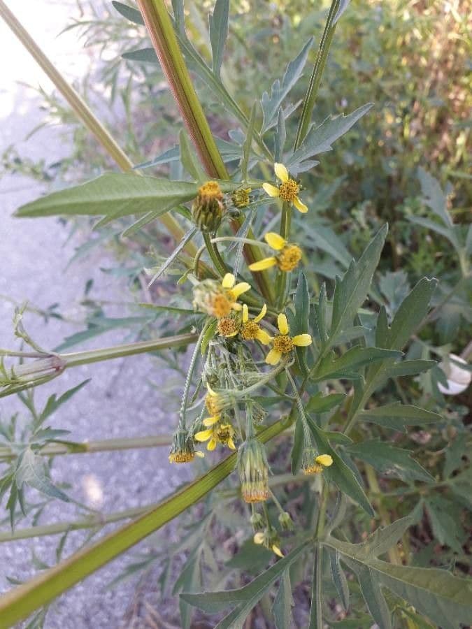 Bidens bipinnata 7