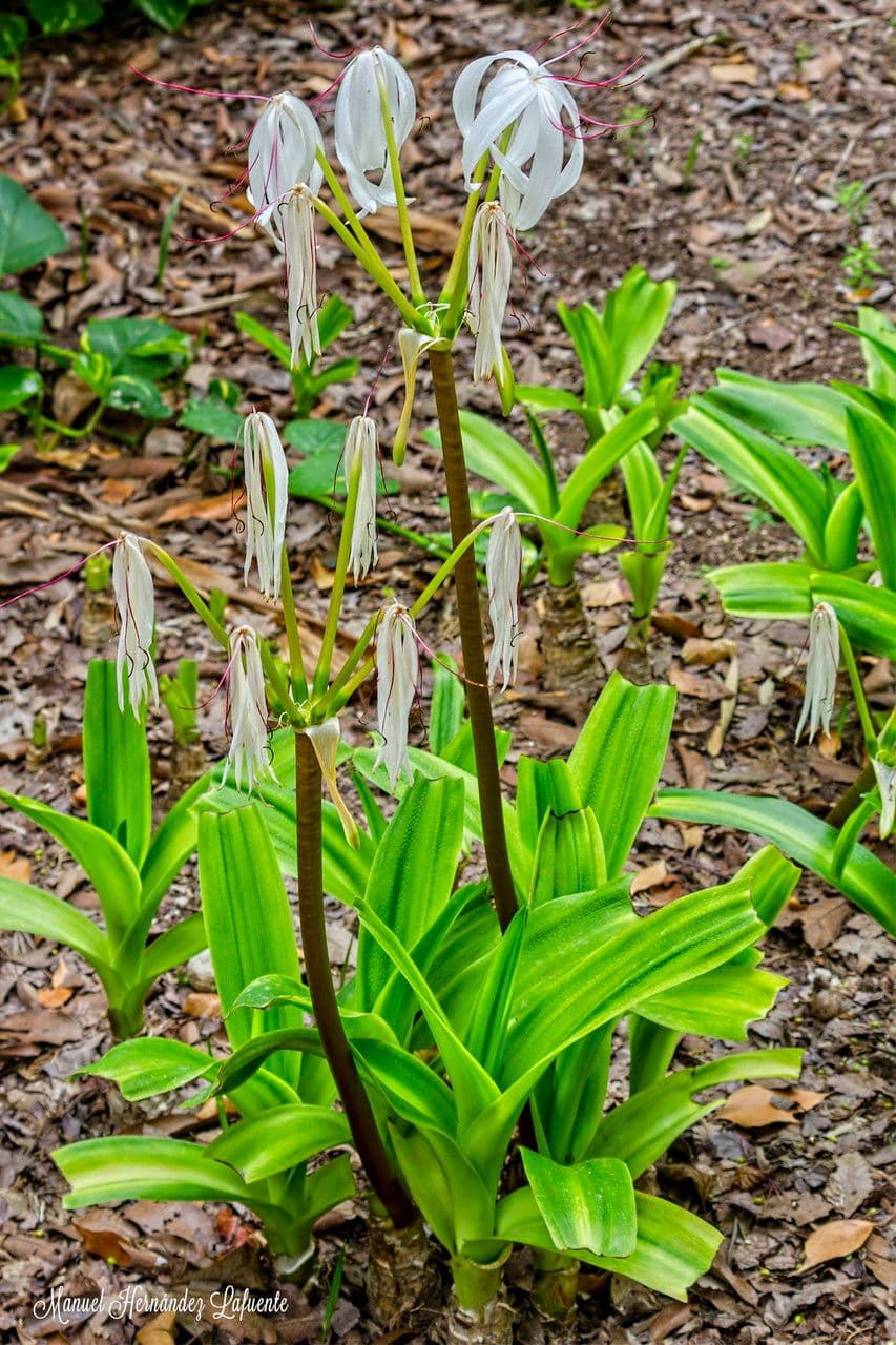 Florida swamp-lily 7