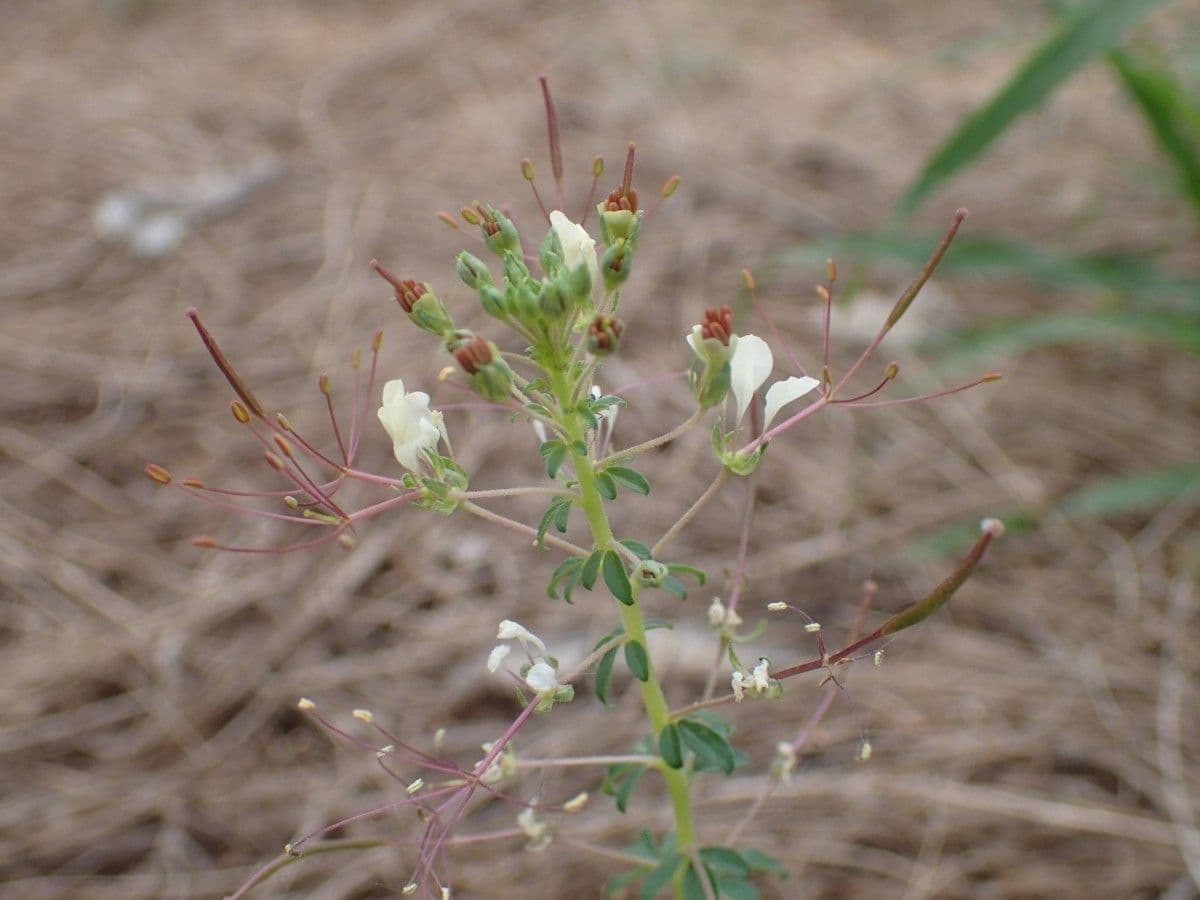 Cleome 25