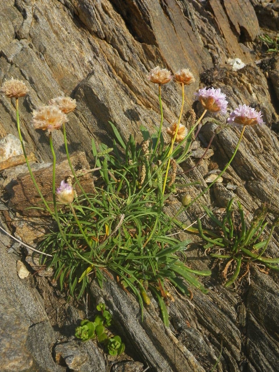 Armeria ruscinonensis 10